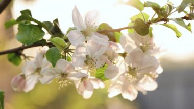 Apple flowers blossoming against bright sunny sky. Amazing sunbeams falling on charming white apple flowers. Beautiful apple tree flowers in spring