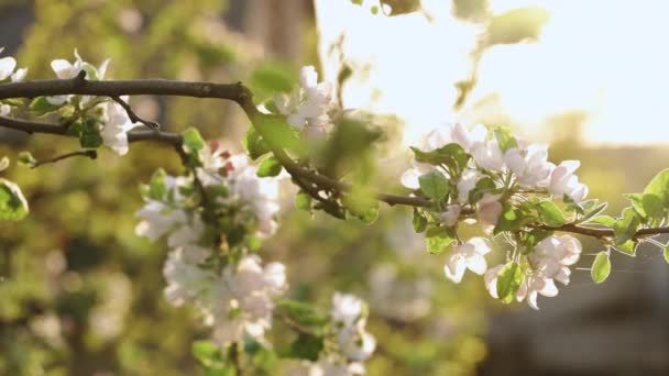 White tree flowers blooming against bright golden sun in closeup. Beautiful apple tree blossoming view with charming sky. Sunbeams falling on apple flowers — Stockvideo