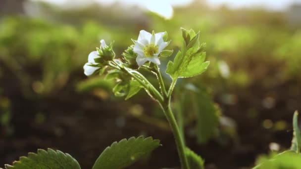 Fresh organic strawberries. Strawberry bushes close-up. Strawberries growing under green houses. The Concept Of Healthy Vegan Food — 비디오