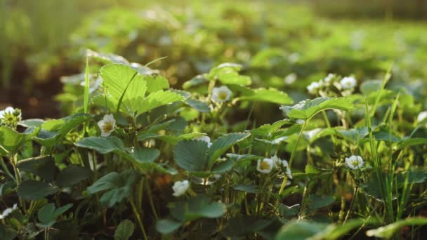 Strawberries from the plant on the field. Huge strawberry field in spring with young green shoots and strawberry flowers covered with straw around — ストック動画