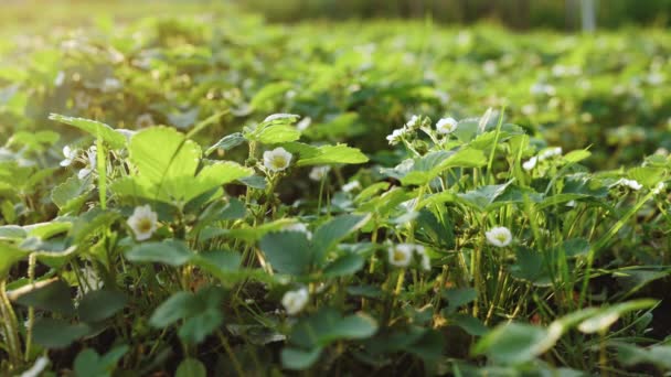 Strawberry field in spring with young green shoots and strawberry flowers covered with straw around. Close up view Strawberry bushes — Vídeo de Stock