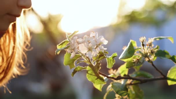 夏の庭で白いリンゴの花の木の花の甘い香りを楽しむ幸せな子供の女の子。幸せな女性は日没時に花を嗅いでいる。ケアフリーガールは田舎の自然を自由に楽しんでいます — ストック動画