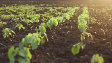 Green leaves Beans Growing in the field. Agriculture environmental protection. Soybean plantation a field. Soybean growing vegetables plant bio care. Business ecology agriculture gardening concept