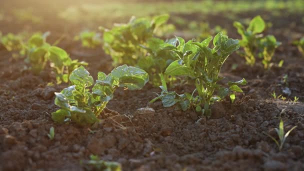 Pomme de terre dans le potager. Feuilles vertes saines de jeunes plants de pomme de terre. La pomme de terre est un légume-racine. Bush de jeunes pommes de terre. plantation de pommes de terre, feuilles vertes de la jeune agriculture dans le domaine. — Video