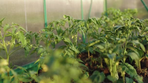 Tomato seedlings leaves close-up. Young tomato plants in a nursery ready for planting in the garden. Concept of organic farming and spring gardening — 图库视频影像