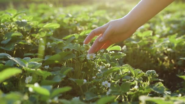 Female hands taking care of young green strawberry bush seedlings in the soil. Seasonal work in vegetable garden. Organic farming, gardening, vegetarian eco food, harvest — Vídeo de Stock