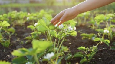 Güneşli bir günde büyük bir çilek çiftliği. Tarımsal alanda çilek fidanlarıyla dolu sıralar. Organik tarım, sağlıklı ev yapımı gıda konsepti. Genç yeşil çilek bitkisi. Çilek tarlası