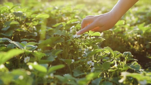 As mãos de mulher cuidam de um arbusto de morango. Arbusto de morango verde plantado no chão. Cama de morango. Plantando morango no jardim. Arbustos de bagas crescendo selvagem no jardim. Horticultura — Vídeo de Stock