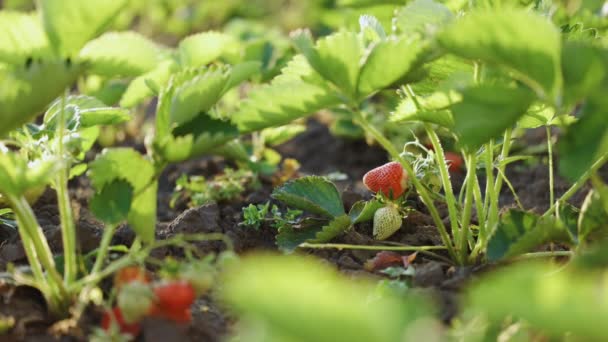 若い緑の芽と赤いイチゴと春のイチゴ畑 イチゴの茂み — ストック動画