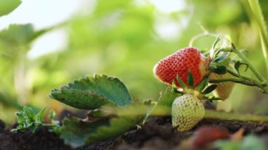 Taze organik çilekler. Çilek çalıları yakın plan. Çilekler yeşil evlerin altında yetişiyor. Sağlıklı Vejetaryen Gıda Konsepti.