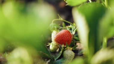 Çilek çalıları. Baharda çilek tarlasında yeşil filizler ve kırmızı çilekler.