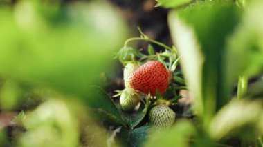 Sahada kırmızı sulu çilekler var. Organik çilekler. Taze organik çilekler. Çilek çalıları yakın plan.