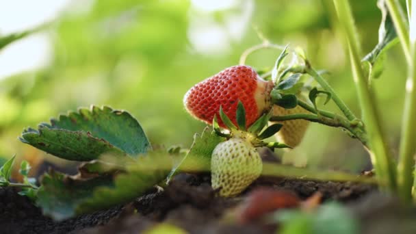 Aardbeien Close Geïsoleerde Verse Aardbeien Vegetarisch Eten Abstract Aardbeienachtergrond Bessen — Stockvideo