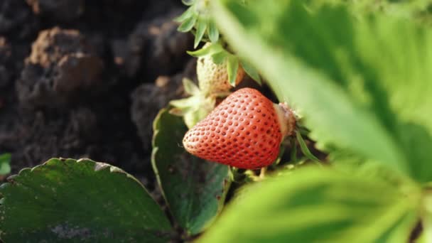 Morangos Vermelhos Morangos Vermelhos Maduros Suculentos Campo Bagas Verão Conceito — Vídeo de Stock