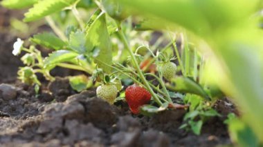 Baharda yeşil filizli ve kırmızı çilekli çilek tarlası. Çilek meyveli vinil ev. Çilekler sahada. Vinil evde çilek meyvesi.