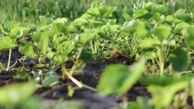 Baharda kocaman bir çilek tarlası. Genç yeşil filizler ve etrafını samanla kaplayan çilekler. Tarladaki fabrikadan çilekler..