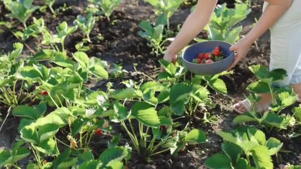 Αγρότισσα Διαλέγει Μια Σοδειά Κόκκινες Ζουμερές Φράουλες Στο Χωράφι Αγρότες — Αρχείο Βίντεο