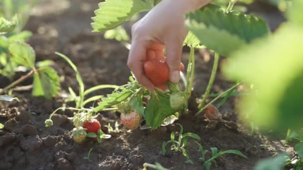 イチゴの夏の果実を選ぶ 手にイチゴ 夏の庭の太陽の光の中で茂みのクローズアップから赤いイチゴを選びます イチゴの収穫 — ストック動画