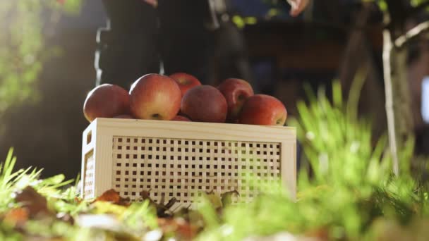 Tahta Çekmecede Taze Organik Elmalar Kız Yerden Sulu Elmalarla Dolu — Stok video