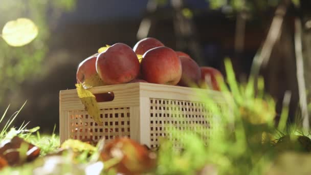 Jesienne Zbiory Świeżych Dojrzałych Soczystych Czerwonych Jabłek Organiczne Czerwone Świeżo — Wideo stockowe