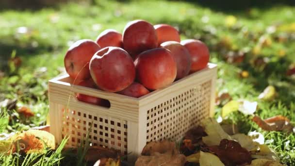 关闭木箱与红色成熟苹果收获站在地面上 秋天收获美味的水果 自然园艺 — 图库视频影像