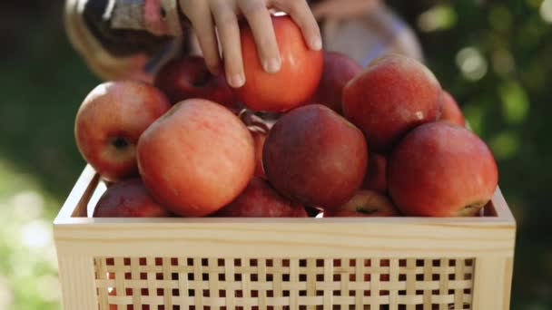Närbild Trälåda Med Röda Mogna Äpplen Kaukasiska Små Kvinnliga Händer — Stockvideo