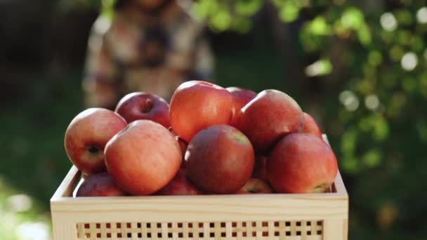 Potret Anak Gadis Tukang Kebun Tangan Memilih Apel Segar Dari — Stok Video