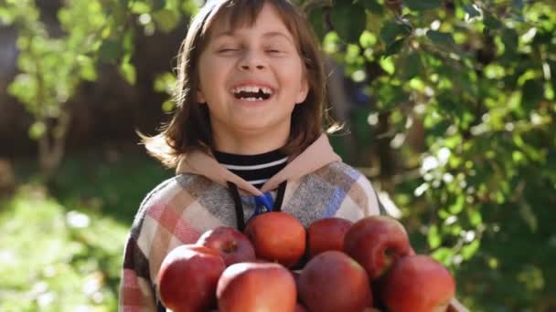 少女の肖像画は リンゴの果樹園 クローズアップで収穫された赤いリンゴの完全な木製の箱を保持しています 新鮮な有機果物の箱を持っている農家の女性や庭師 日没時に手に赤いリンゴの入ったバスケット — ストック動画