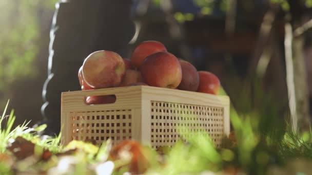 Close Van Houten Doos Met Rode Rijpe Appels Oogst Staande — Stockvideo