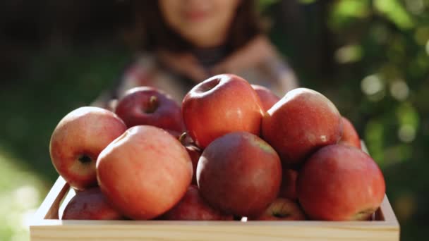 소녀들 가게에서 사과를 받습니다 신선하고 맛있는 여자들의 정원에서 열매를 정원에는 — 비디오