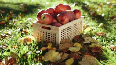 Kırmızı elmalar, sağlıklı organik yiyecekler, doğal doku, sonbahar hasadı. Tahta bir kutuda kırmızı elmalar. Sonbahar ve sonbahar hasat geçmişi.