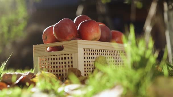Podzimní Sklizeň Jablek Zahradě Zralá Červená Jablka Dřevěné Krabici Sklizeň — Stock video
