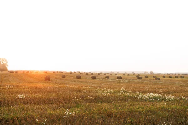 Evening Landscape Straw Bales Agricultural Field Landscape View Agricultural Parcels — Stock Photo, Image