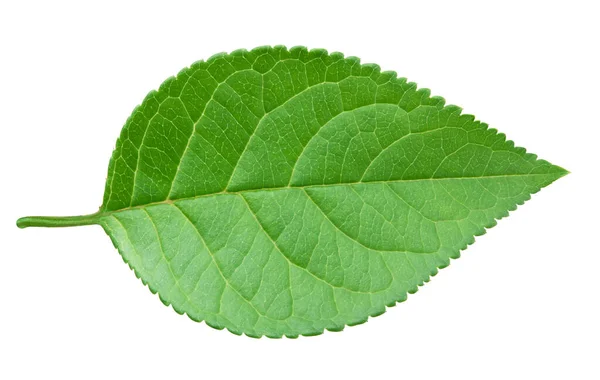 Frunza verde de mere izolată pe fundal alb — Fotografie, imagine de stoc