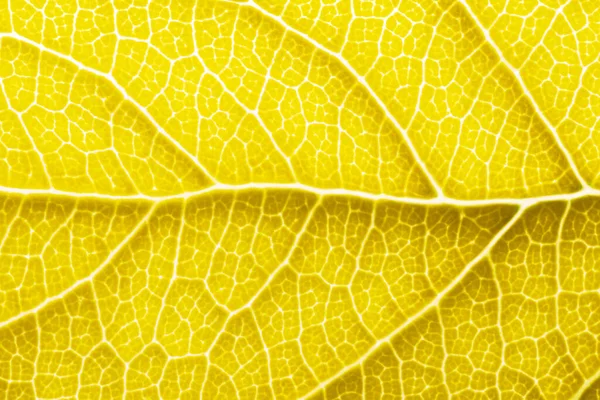 Żółty liść makro tło tekstury zbliżenie — Zdjęcie stockowe
