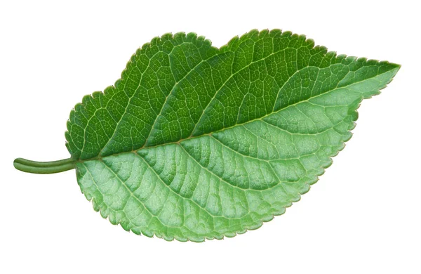 Зелений лист яблука ізольований на білому тлі Ліцензійні Стокові Зображення