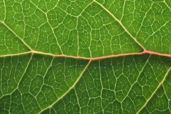 Green leaf macro backgroud texture close up Royalty Free Stock Photos