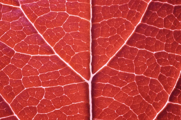 Hoja roja macro fondo textura de cerca Fotos de stock