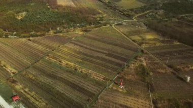 İlkbaharda üzüm bağları arasında uçuş. Tarım ve bitki bakımı.