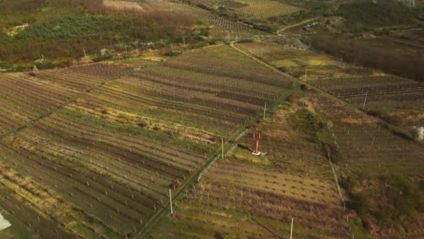 Vol entre rangées de vignes au printemps. Agriculture et entretien des plantes. — Video