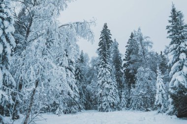 Winter forest covered in snow on a cold day