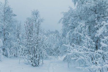 Winter forest covered in snow on a cold day