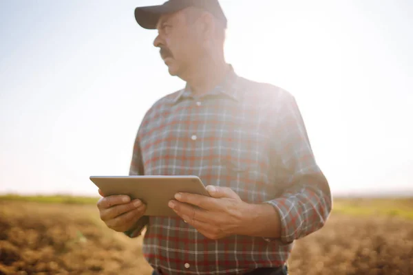 Farmer uses a specialized app on a digital tablet for checking wheat  while standing at cereal field. Agriculture concept.