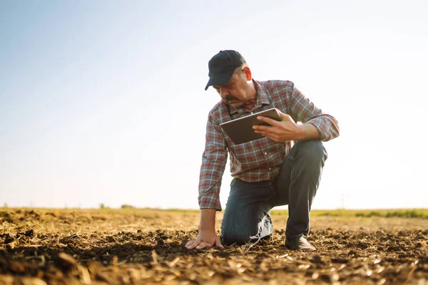 Farmer uses a specialized app on a digital tablet for checking wheat  while standing at cereal field. Agriculture concept.