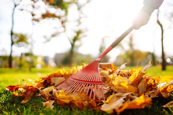 Rake Con Foglie Cadute Nel Parco Inserviente Pulisce Foglie Autunno — Foto Stock