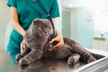 Veteriner veteriner veteriner kliniğinde bir kediyi muayene ediyor. Hayvan sağlığı. Sağlık hizmetleri, evcil hayvan tedavileri..