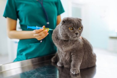 Veteriner veteriner veteriner kliniğinde bir kediyi muayene ediyor. Hayvan sağlığı. Sağlık hizmetleri, evcil hayvan tedavileri..