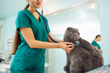 Veteriner veteriner veteriner kliniğinde bir kediyi muayene ediyor. Hayvan sağlığı. Sağlık hizmetleri, evcil hayvan tedavileri..