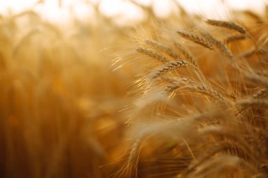 Gün batımında altın buğday tarlası. Sonbahar hasadı.