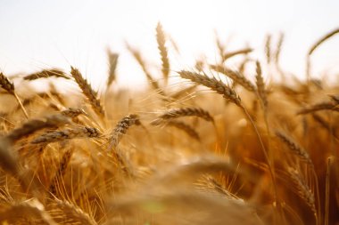 Gün batımında altın buğday tarlası. Sonbahar hasadı.